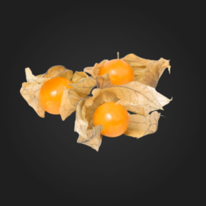 Physalis